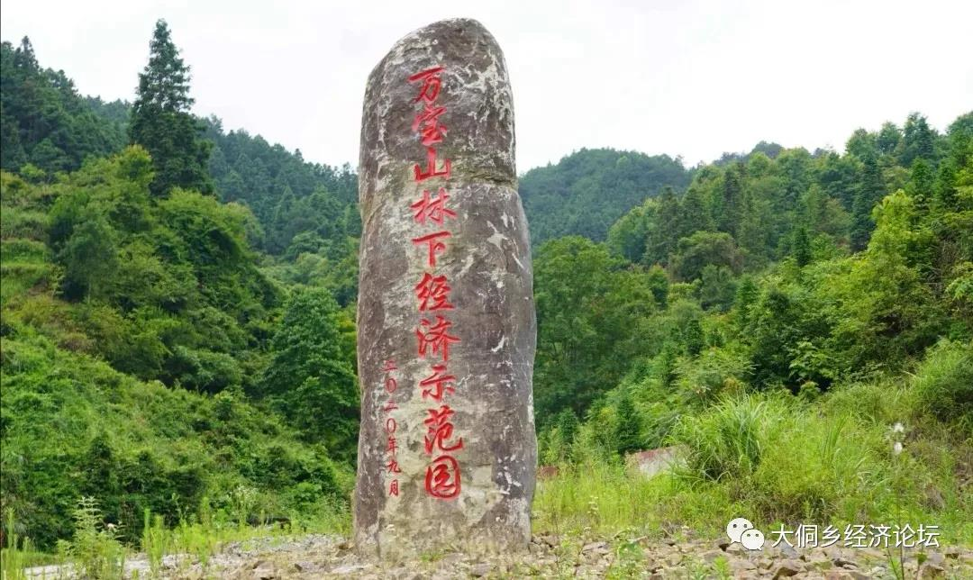 黎平青江农业林下天麻产业情况汇报